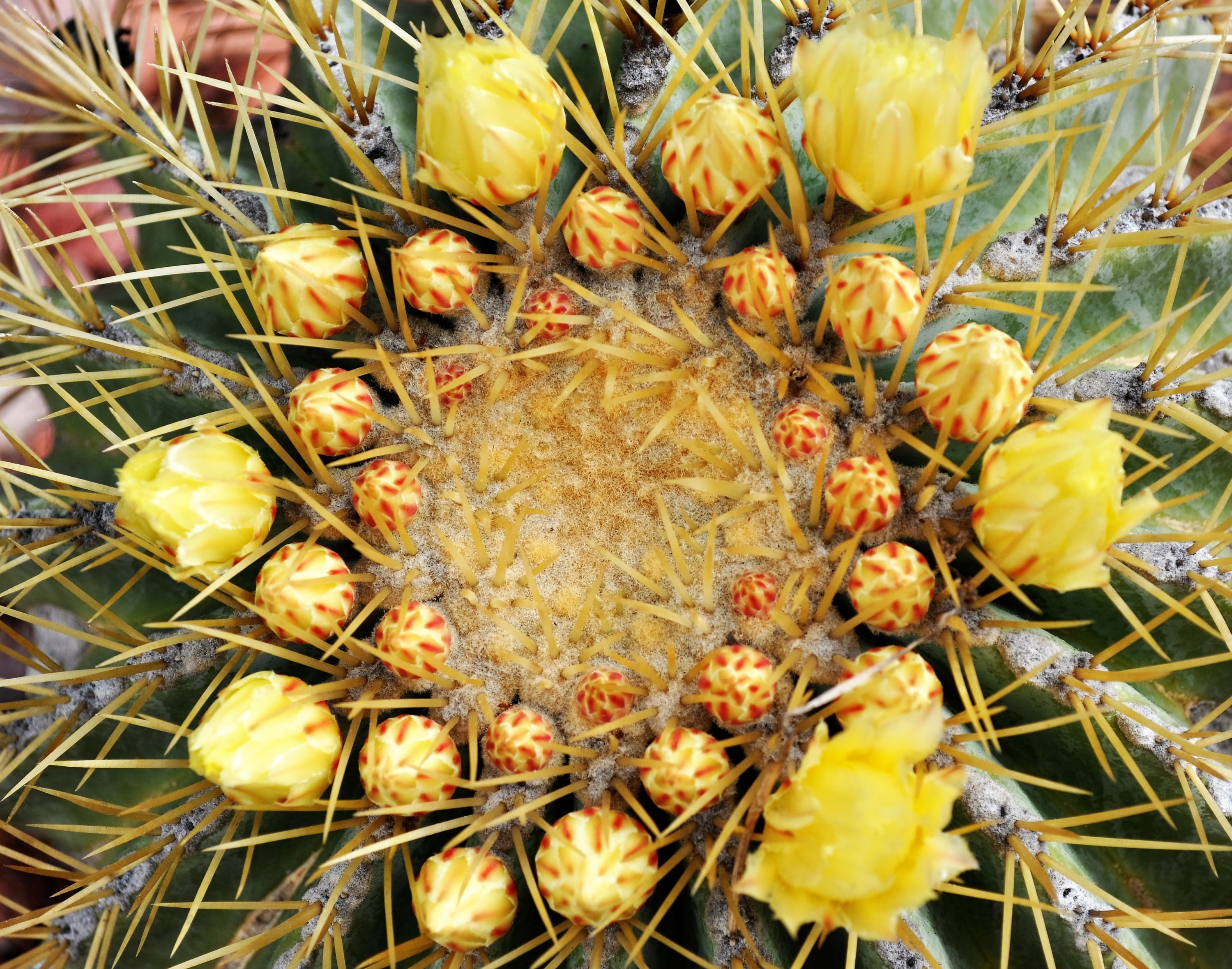 barrel cactus, barrel cactus bloom, cactus yellow blooms