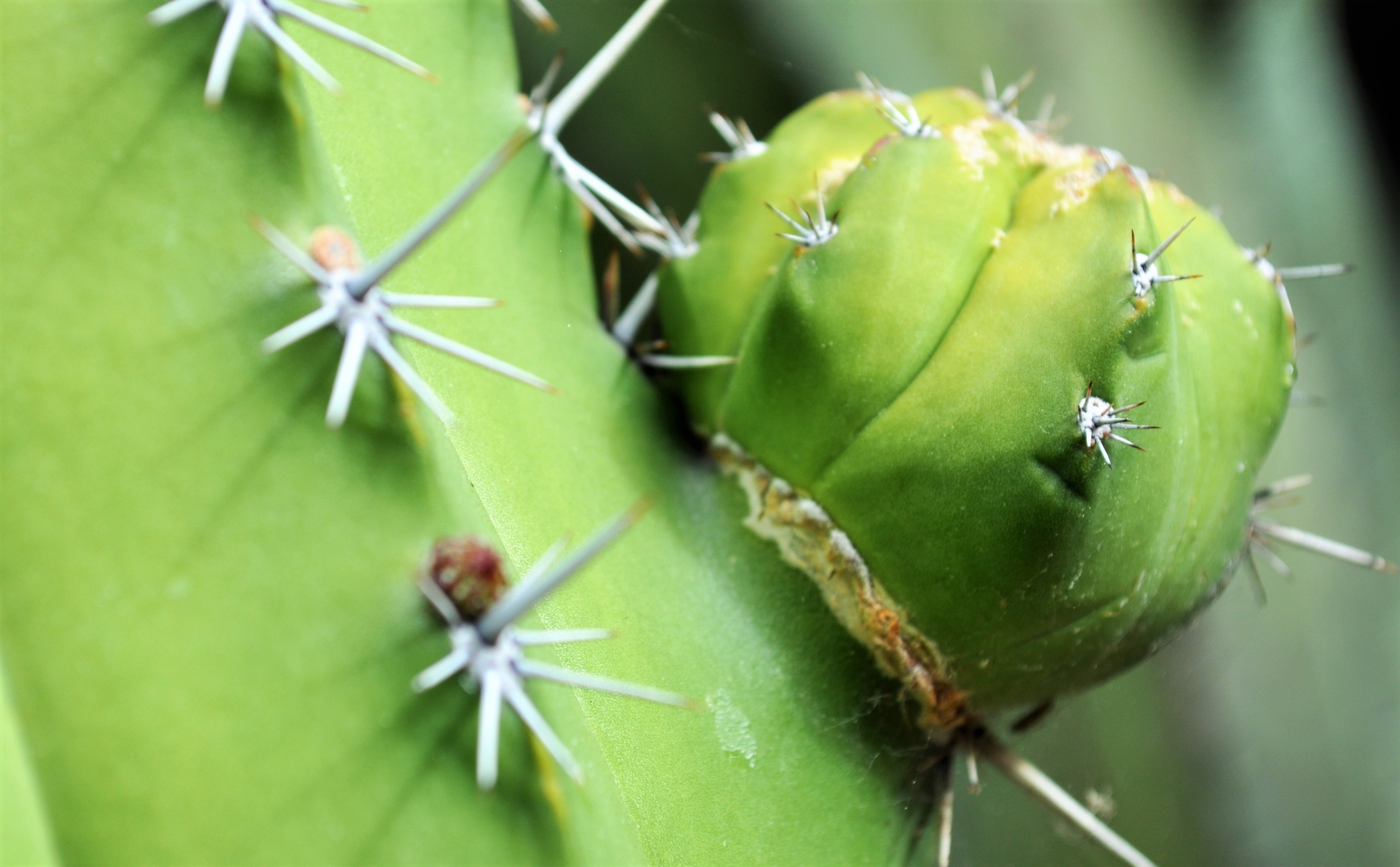 cactus, cactus new growth