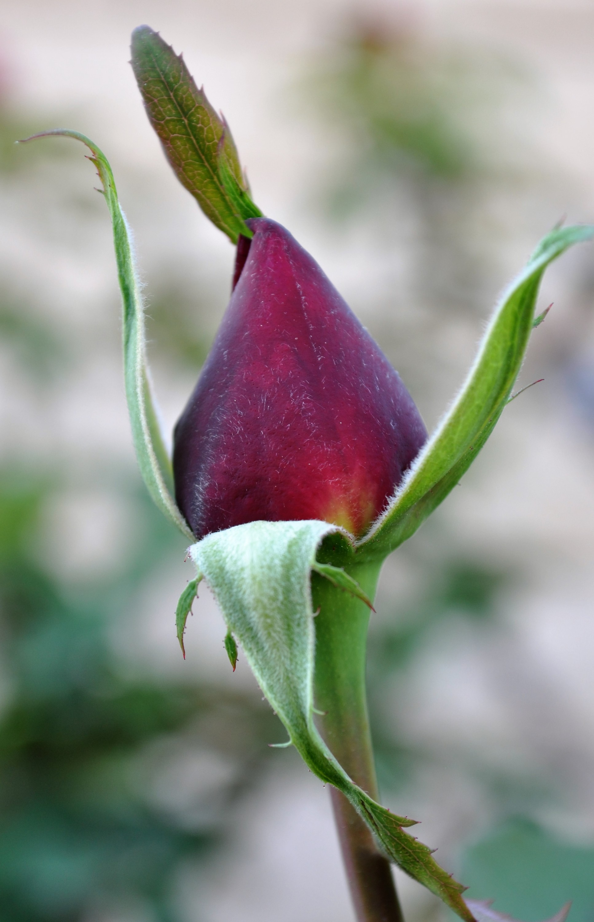 Red Rose Bud, Blooming rose bud