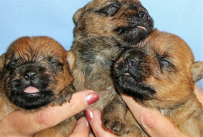 Cairn Terrier Boy Puppies