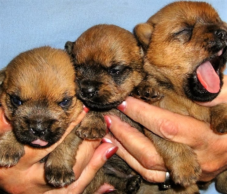 Cairn Terrier Girl Puppies