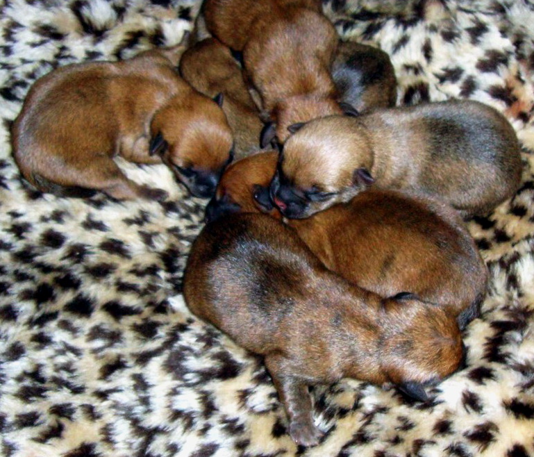 Cairn Terrier Puppies 2016 (1)