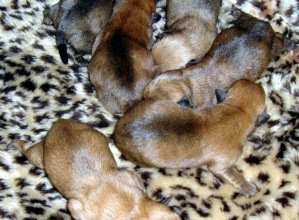 cairn terrier puppies