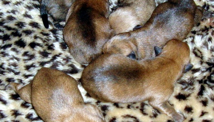cairn terrier puppies
