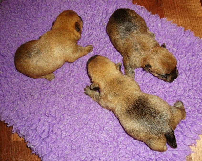 Cairn Terrier Puppies Crawling