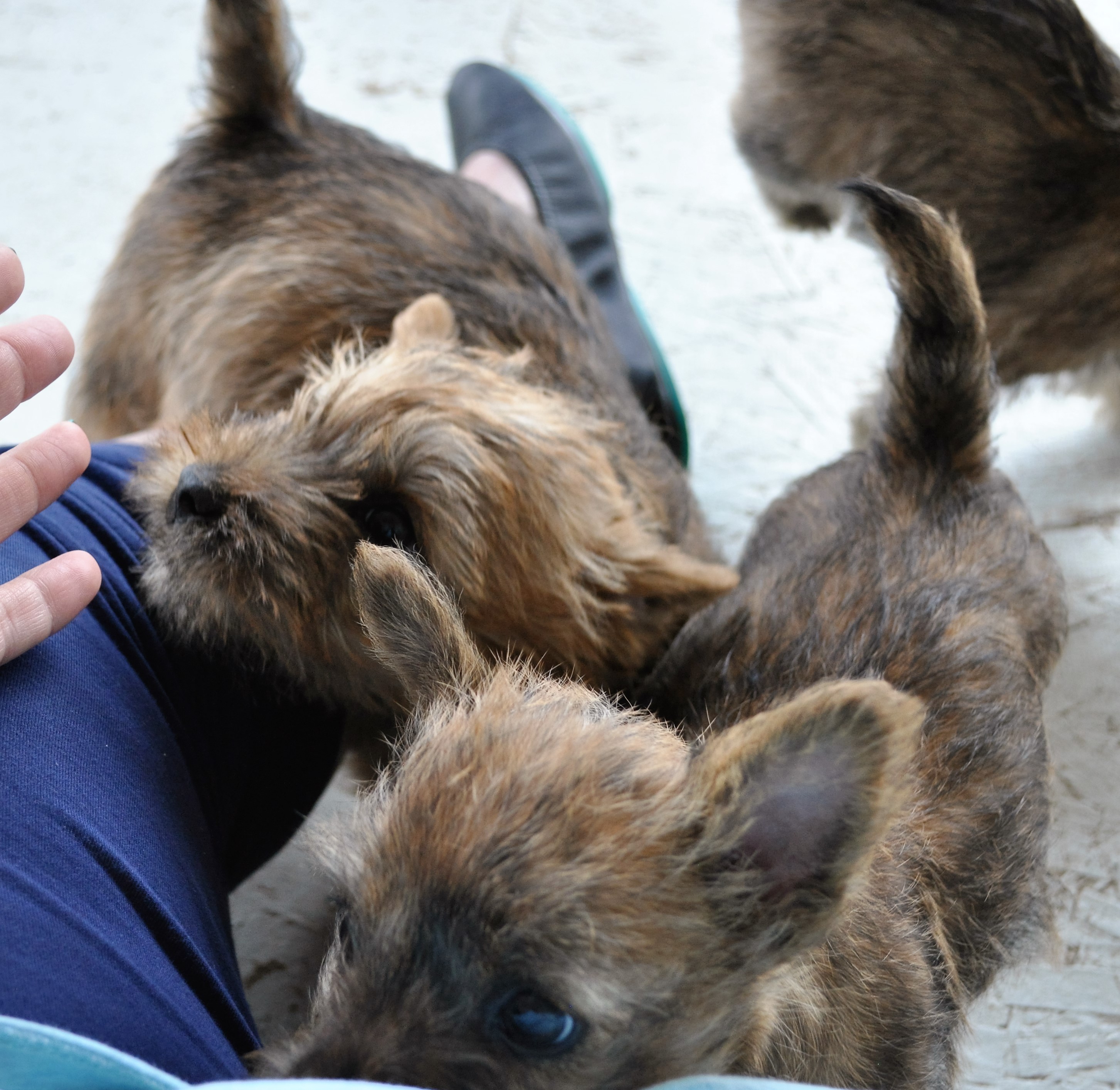 Cairn Puppies 1