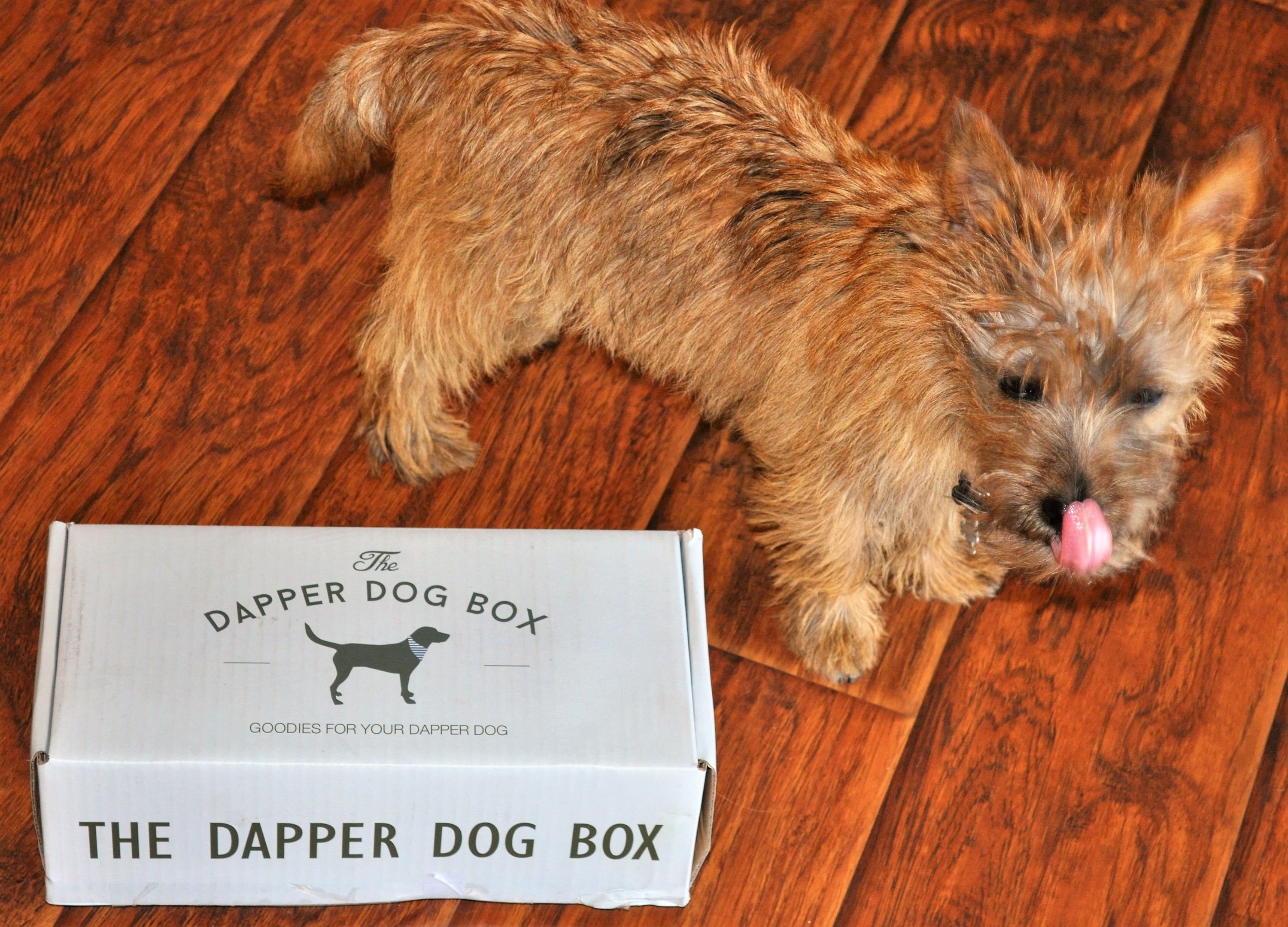 Dapper Dog August 2016 Jack Box 2