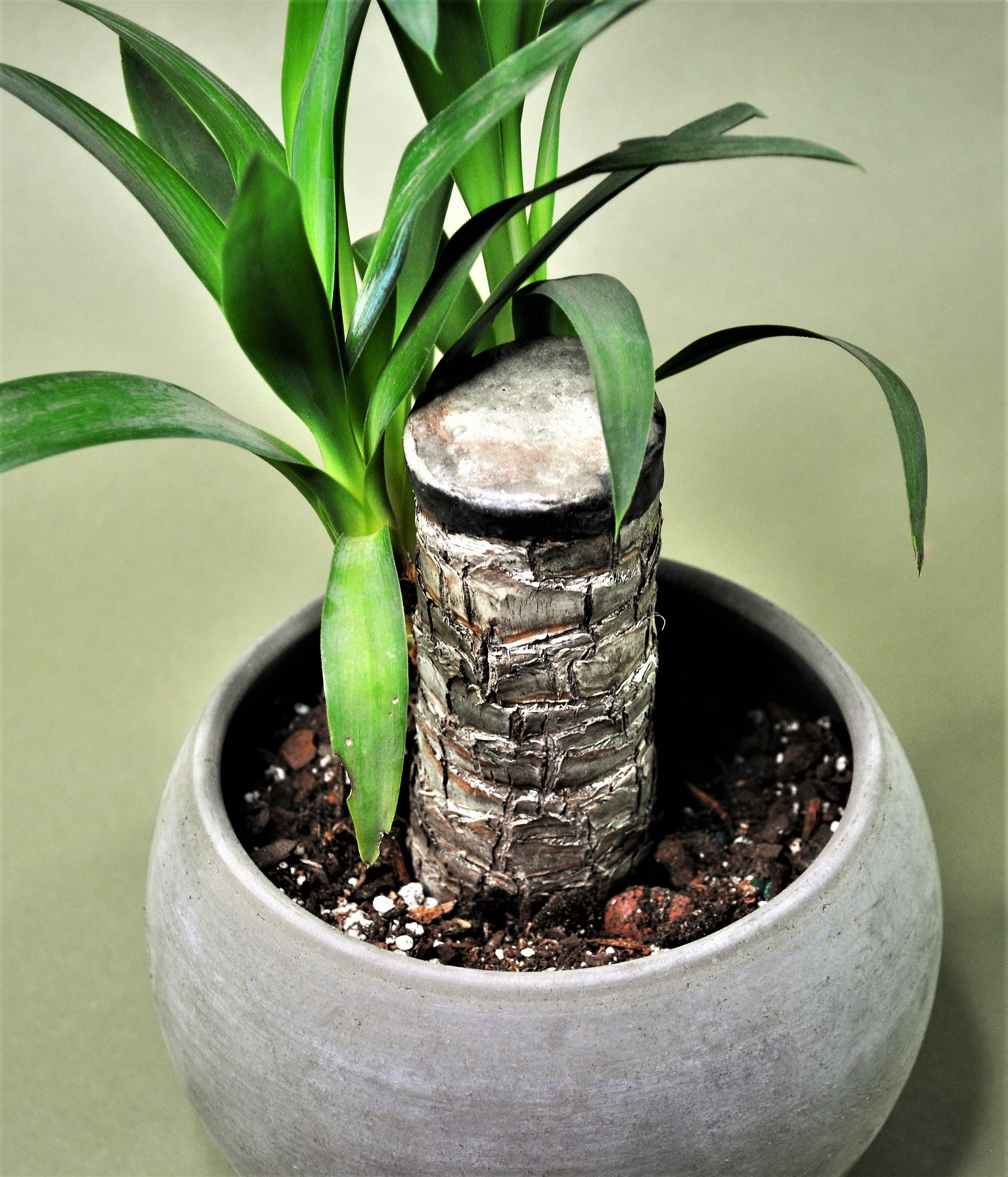 Rooted Yucca Plant in Water & Light Stone Planter