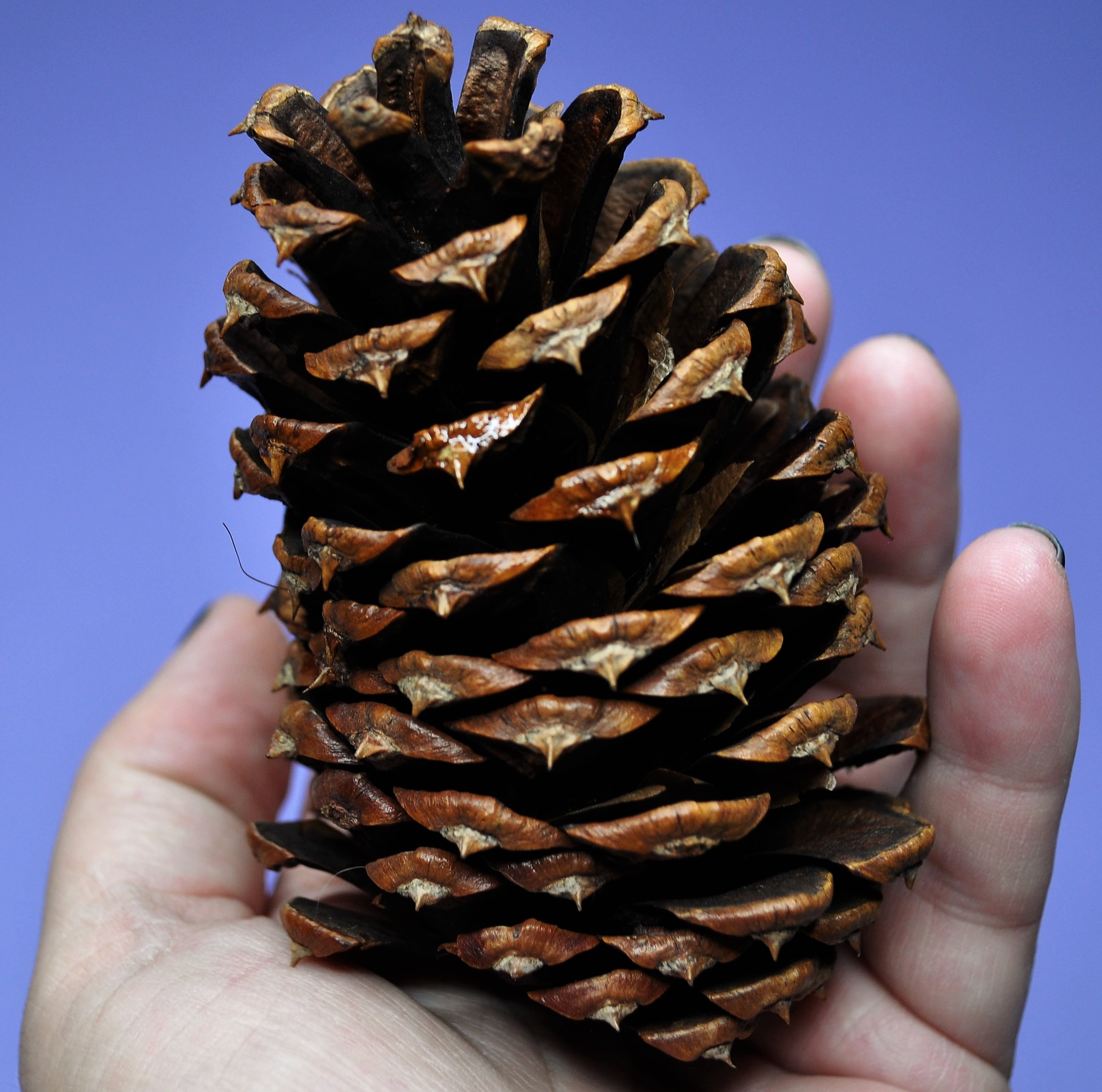 DIY Fall Scented Pinecone